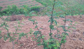 吊篮花椒种植方法 吊篮花椒种植方法图片