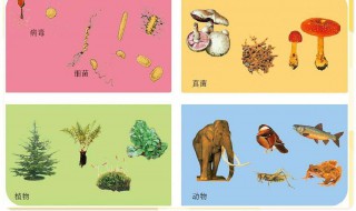 生物的分类 生物的分类思维导图