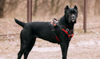 意大利护卫犬介绍 意大利护卫犬介绍图片