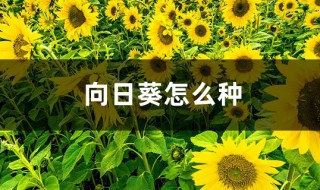 向日葵的种子种植方法 向日葵的种子种植方法图片