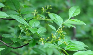 春季花椒嫁接方法 春季花椒几种嫁接方法