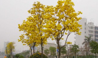 风铃木花语是什么意思（风铃木花语和寓意）