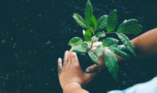 小学生植树的方法和技巧 小学生植树的方法和技巧有哪些