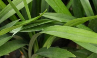 野兰花怎么养才能开花（野兰花怎么养才能开花呢）