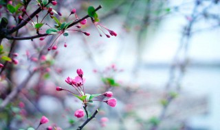 春暖花开作文 疫情过后,春暖花开作文