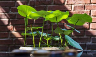 碗莲的种植方法土培 碗莲的种植方法土培换水怎么换