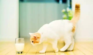 猫不能吃的20种食物 猫不能吃的20种食物能吃盐吗