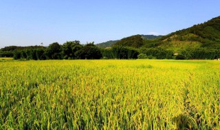 什么的田野填空词语 秋天什么的田野填空词语