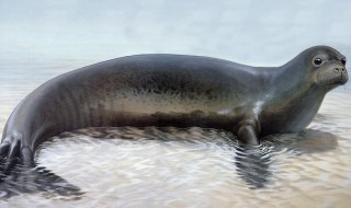 海洋生物有哪些 海洋生物有哪些鱼类