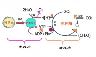 光合作用的公式（光合作用的公式初一）