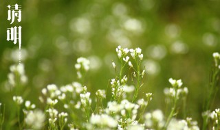 清明节哀悼去世的句子（清明节哀悼语）