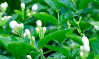 茉莉花冬天在室内栽培可以开花吗 茉莉花冬季室内