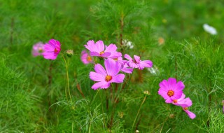 花的名字 花的名字和图片大全