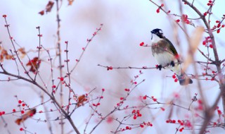 踏雪寻梅歌词 踏雪寻梅歌词图片