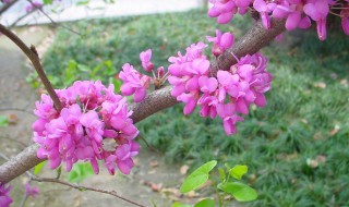 和槐花很像但是紫色的（和槐花一样的花是紫色的是什么）