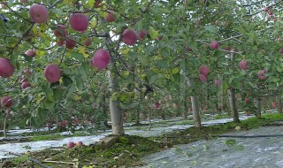 苹果树种植方法及过程 苹果树种植步骤