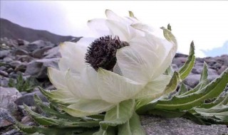 雪莲花的食用方法（雪莲花的食用方法图片）