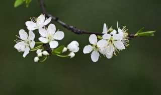 李子花的特点有哪些（李子花的特点是什么）