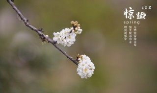 惊蛰节气养生注意事项 惊蛰节气养生注意事项是什么