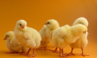 雏鸡的饲养管理技术 雏鸡的饲养管理技术毕业论文