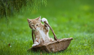 怎么判断猫咪不喜欢猫砂 怎么判断猫咪不喜欢猫砂了