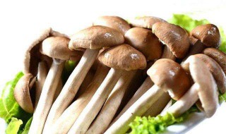 茶树菇的功效与作用 茶树菇的功效与作用及食用方法