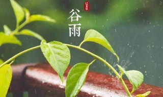 谷雨时节的习俗（谷雨时节的气候特征有哪些?）