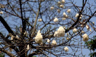 木棉花会结出棉花吗? 木棉花会结出棉花吗视频