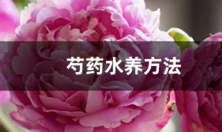 芍药水养方法（芍药水栽如何家养）