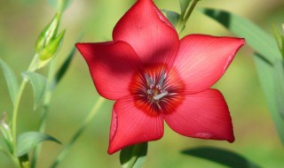 送女友什么鲜花好（送女友什么鲜花好一点）