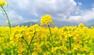 油菜花的花语是什么（油菜花的花语是什么祝福语）