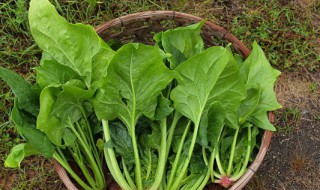 黑豆能和菠菜一起食用吗 黑豆可以跟菠菜一起吃吗