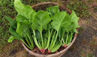 菠菜牛肉碎的家常做法 菠菜牛肉碎的家常做法窍门