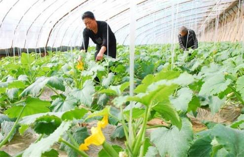 促进 冬季大棚蔬菜 花芽分化