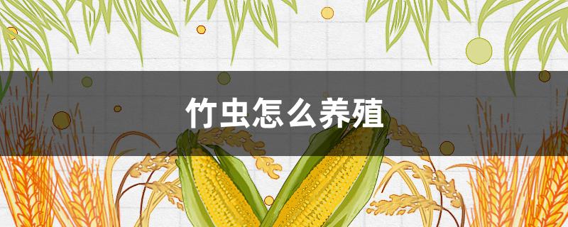 竹虫怎么养殖（竹虫怎么养殖技术）