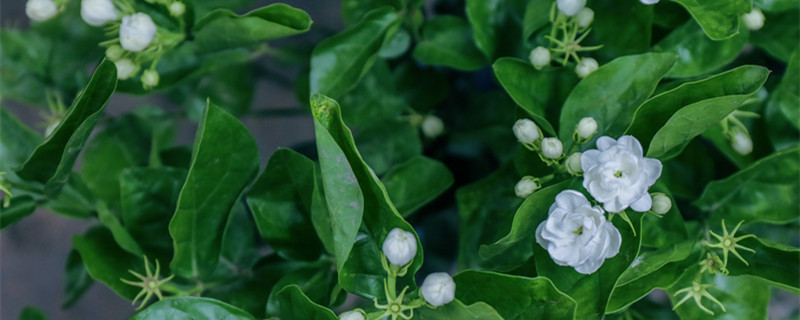 栀子花和白蟾的区别（栀子花与白蟾花的区别）