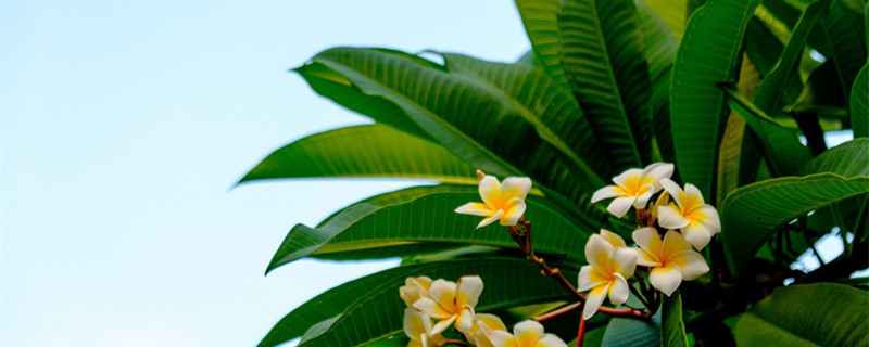 缅栀花和栀子花区别（缅桂花和栀子花区别）