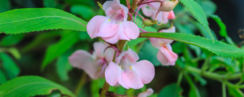 凤仙花是什么根系 凤仙花是直根系