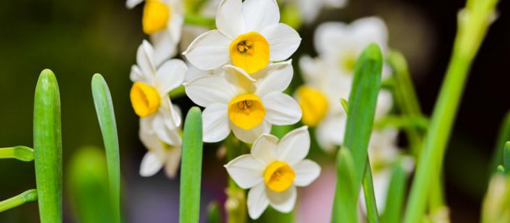 水仙花花语（水仙花花语和象征的意义）