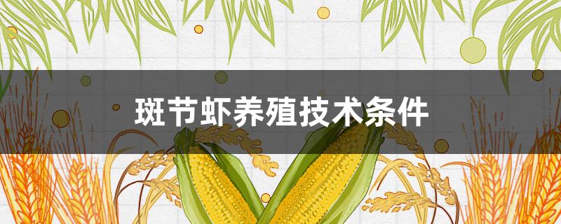 斑节虾养殖技术条件 斑节对虾养殖最新技术