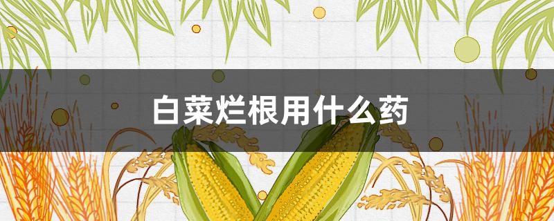 白菜烂根用什么药（白菜烂根用什么药最好使）