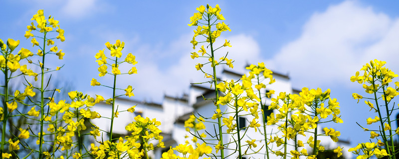 兴化油菜花几月开（兴化油菜花几月份开）