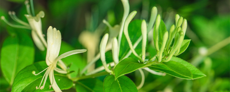 山银花与金银花的区别（山银花与金银花的区别 细数四大区别）