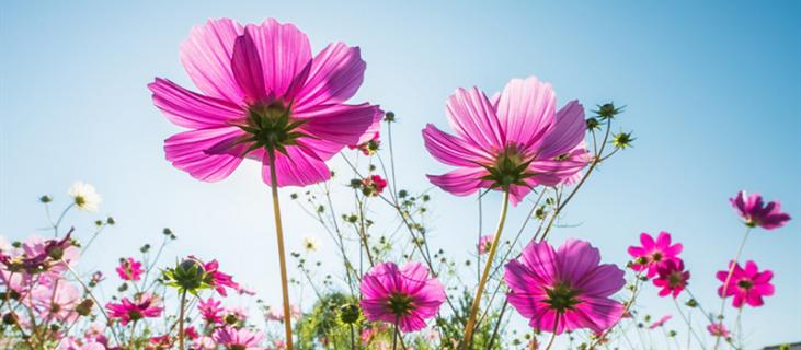 格桑花花语 格桑花花语图片