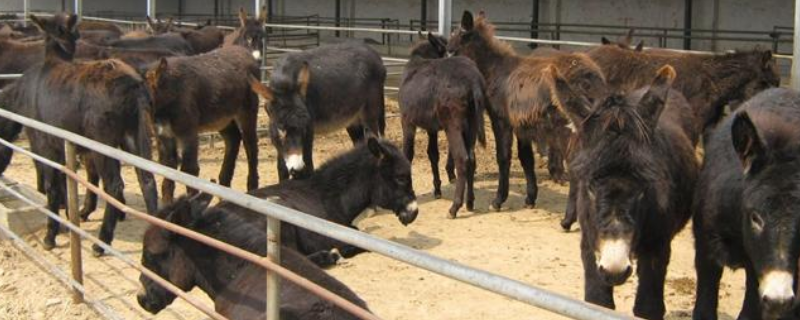 肉驴养殖技术，附养殖场的建设（大型肉驴养殖场）