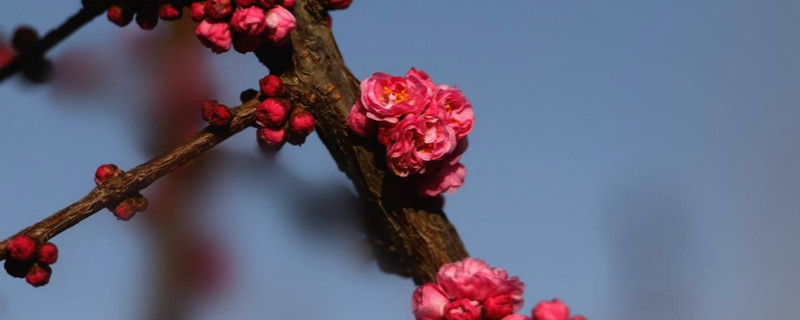 干枝梅种植栽培技术（干枝梅怎么栽培）