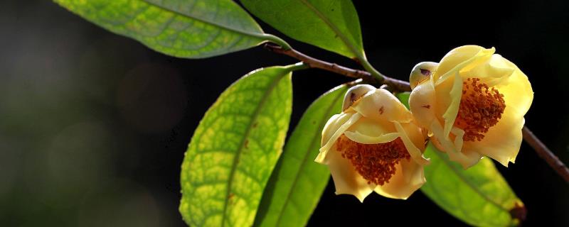 金花茶种植技术，花期做好水肥管理（金茶花的栽培技术）