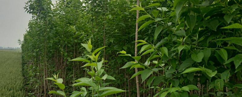 杜仲树怎么种，附种植步骤 杜仲树的种植方法