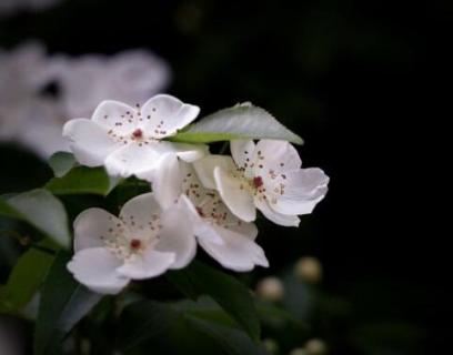 木香花为什么叫鬼招手 木香花为什么叫鬼招手,不吉利吗