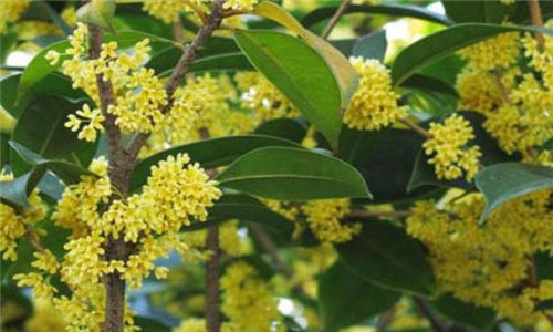 黄金桂花树与金桂的区别（金桂桂花树和黄金桂桂花树区别）